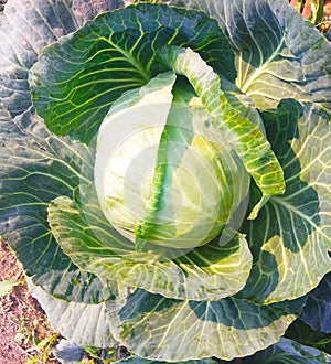 Cabbage vegetable plant photo